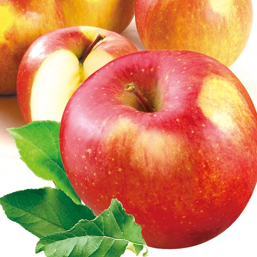 りんご 10kg 葉とらずふじ ご家庭用 青森産 送料無料 食品