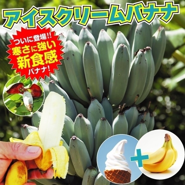 果樹苗 耐寒性バナナ アイスクリームバナナ