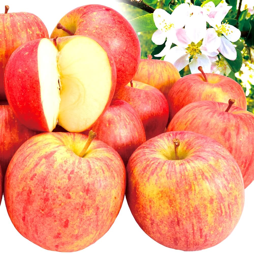 りんご 10kg ふじりんご 色むら 青森産 送料無料 食品