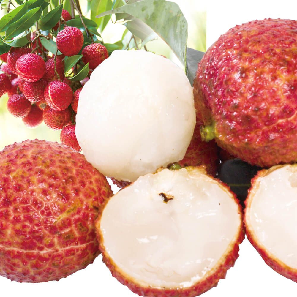 ライチ 1kg 種なし生ライチ 広東省産 フレッシュライチ 冷蔵便 送料無料 食品