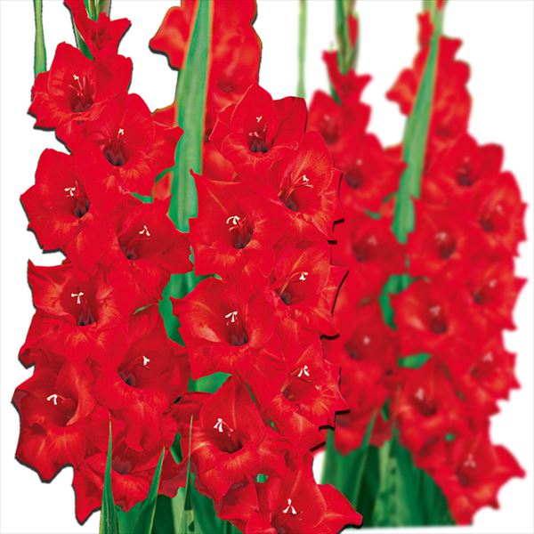 春植え球根 グラジオラス 赤花