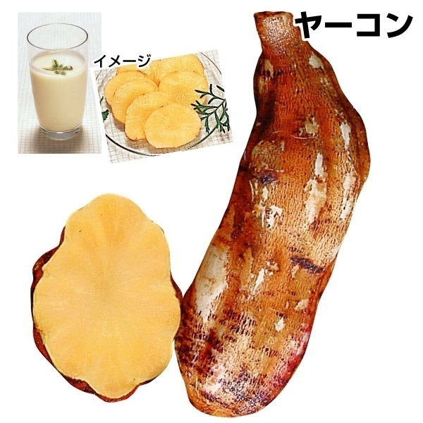 種芋 ヤーコン サラダオカメPVP(ポット苗) 3株
