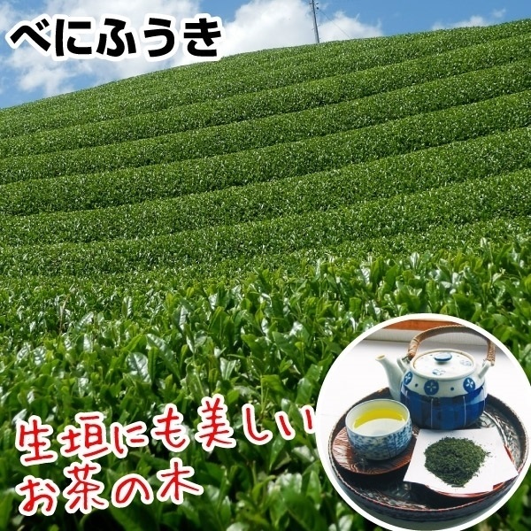 有用植物苗 お茶の木 ベニフウキ 2株