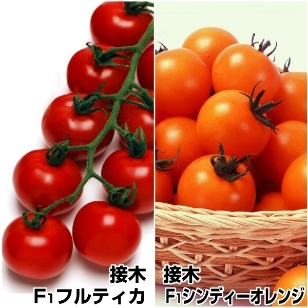 接木野菜苗 中玉トマト 中玉美味トマトセット 2種4株