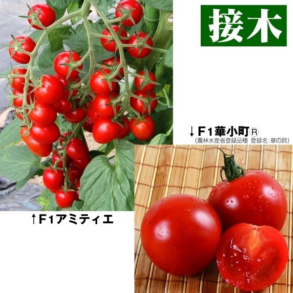 接木野菜苗 トマト バイオトマトセット 2種2株