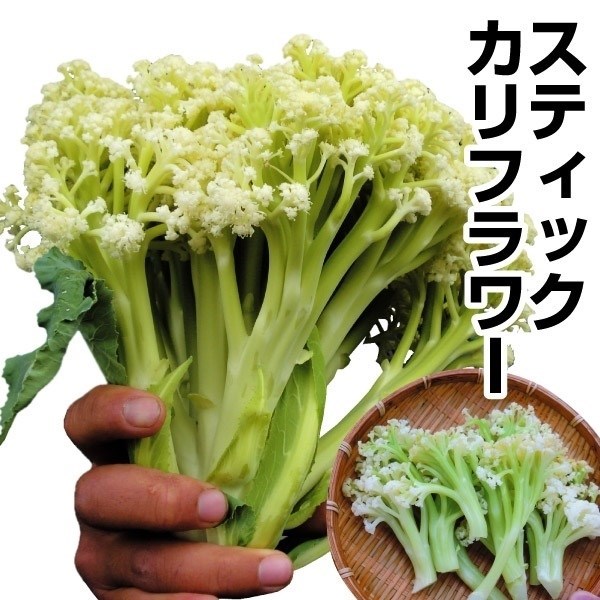 種 野菜たね ハナヤサイ F1カリスマート 1袋（0.2ml）