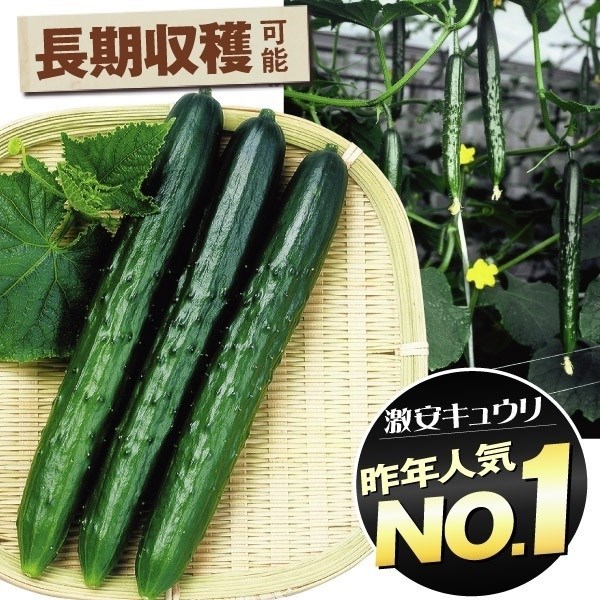 種 野菜たね キュウリ F1夏秀きゅうり 1袋（1.5ml）