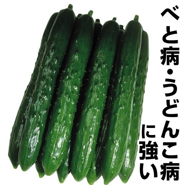 種 野菜たね キュウリ F1夏秋キング 1袋（1ml）