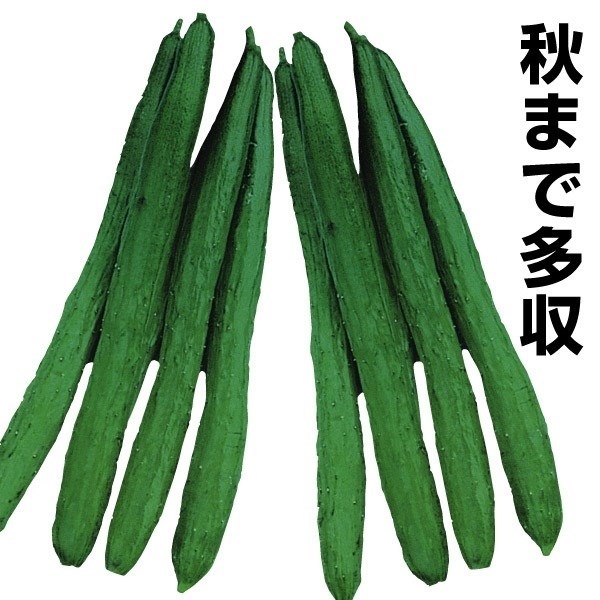 種 野菜たね キュウリ F1夏秋ロング 1袋（0.8ml）
