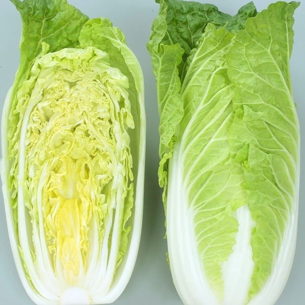 種 野菜たね 白菜 F1タイニーシュシュ（R） 1袋（1ml）