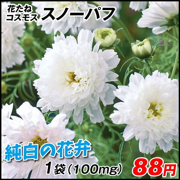 種 花たね コスモス ダブルクリック スノーパフ 1袋(100mg)