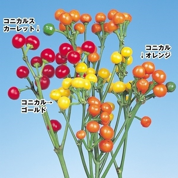 種 花たね 観賞用トウガラシ コニカルゴールド 1袋(10粒)