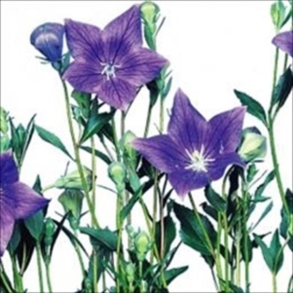 種 花たね キキョウ 紫花 1袋(60mg)