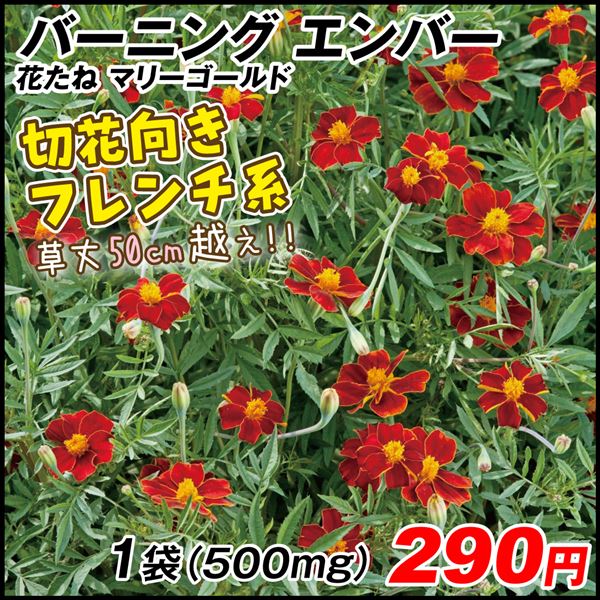 種 花たね フレンチマリーゴールド バーニングエンバー 1袋(500mg)