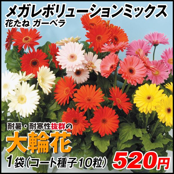 種 花たね ガーベラ メガレボリューションミックス 1袋(コート種子10粒)