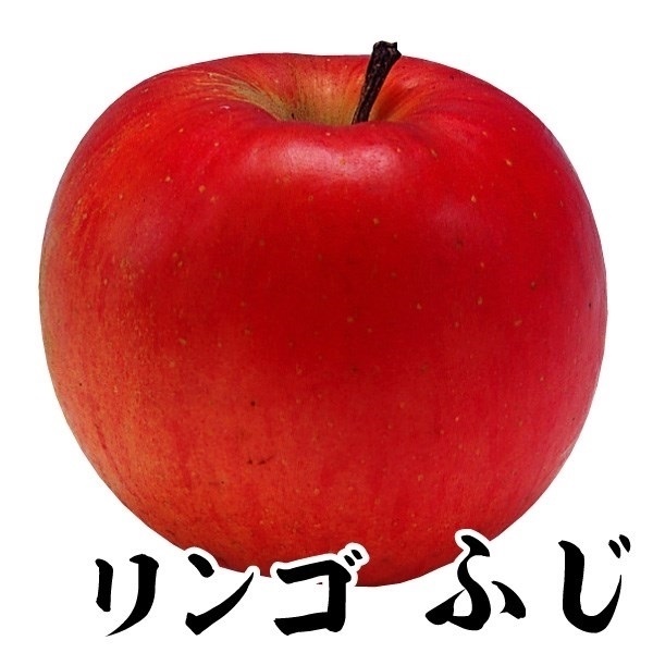果樹苗 リンゴ ふじ 1株