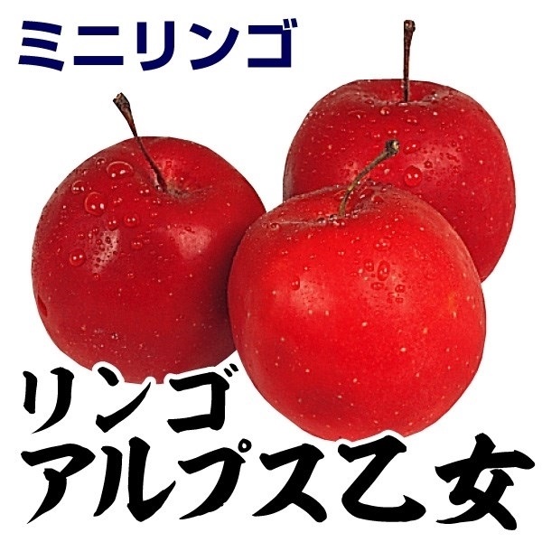 果樹苗 リンゴ アルプス乙女 1株