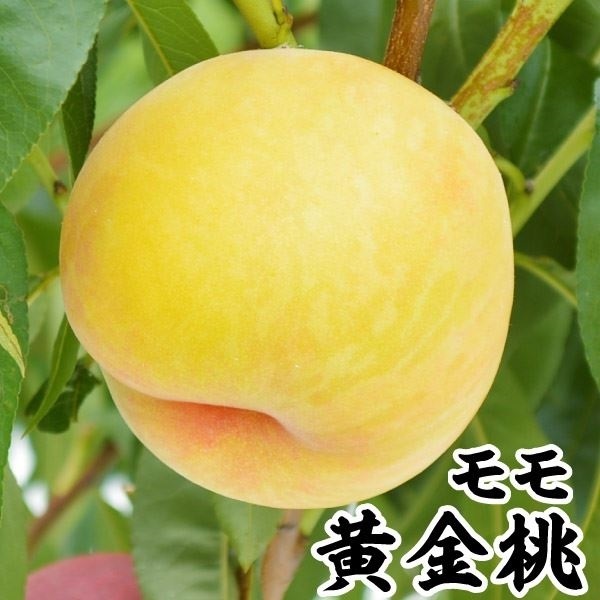 果樹苗 モモ 黄金桃 1株