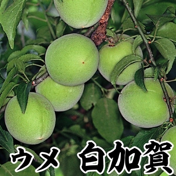 果樹苗 ウメ 白加賀(大梅) 1株