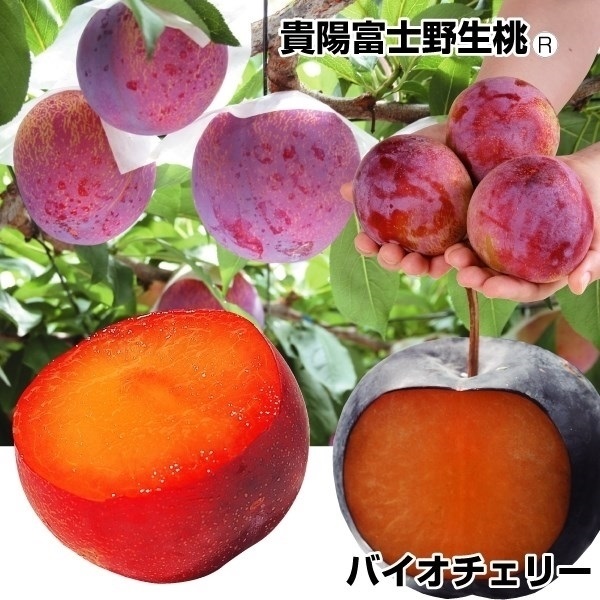 果樹苗 スモモ 貴陽 富士野生桃R台＆バイオチェリー 2種2株