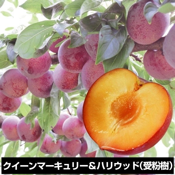 果樹苗 スモモ クイーンマーキュリーR＆ハリウッド（受粉樹） 2種2株