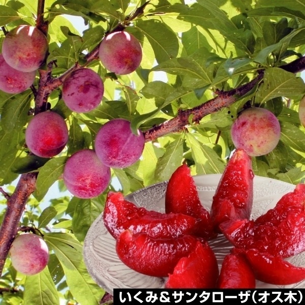 果樹苗 スモモ いくみ＆サンタローザ（受粉樹） 2種2株
