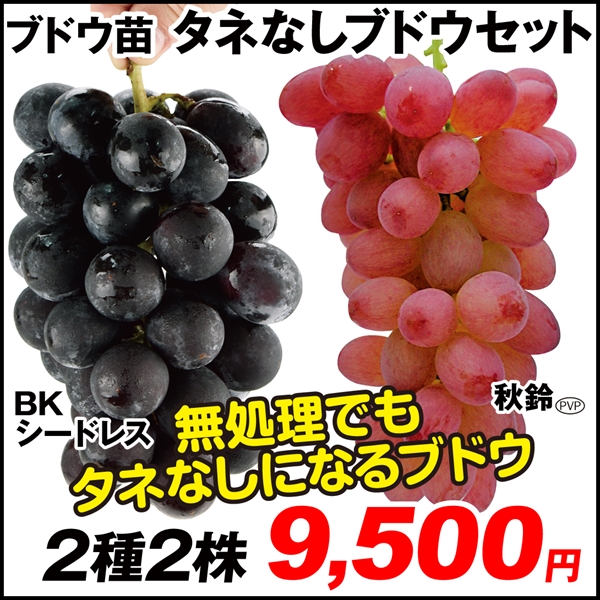果樹苗 ブドウ タネなしブドウセット 2種2株
