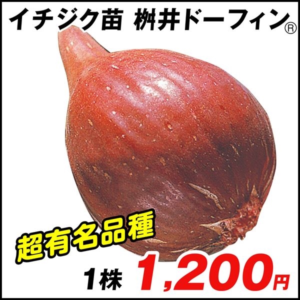 果樹苗 イチジク 桝井ドーフィンR 1株