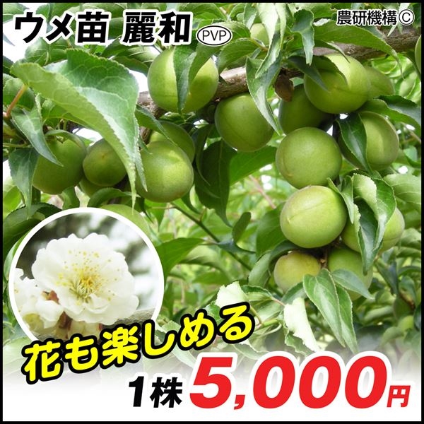 果樹苗 ウメ 麗和(大梅)PVP 1株