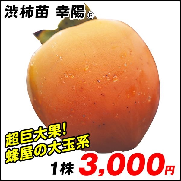 果樹苗 カキ 渋柿 幸陽R 1株