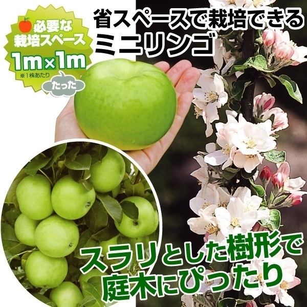 果樹苗 リンゴ (バレリーナRツリー) ボレロR 1株