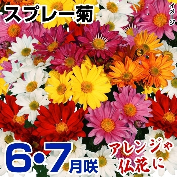 菊苗 6・7月咲スプレー菊セット(花色・花期見計らい・名称付) 3種6株