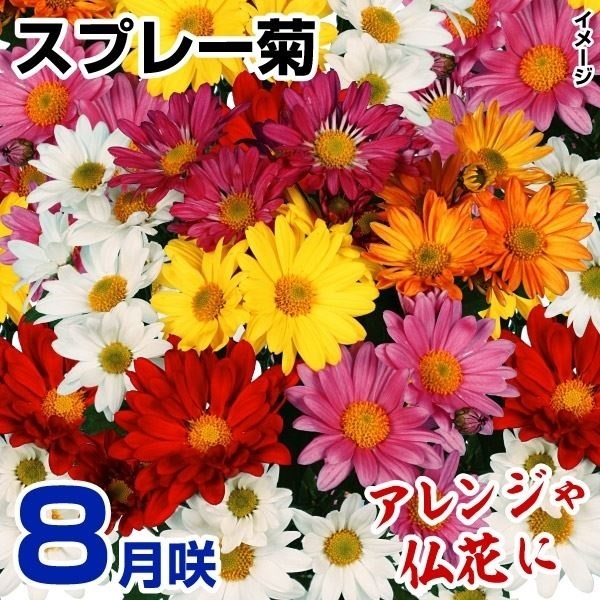 菊苗 8月咲スプレー菊セット(花色見計らい・名称付) 3種6株