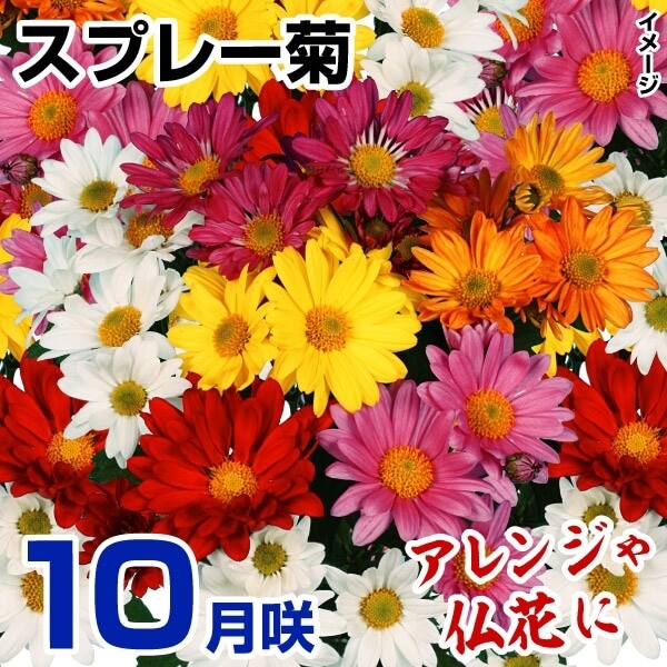菊苗 10月咲スプレー菊セット(花色見計らい・名称付) 3種6株