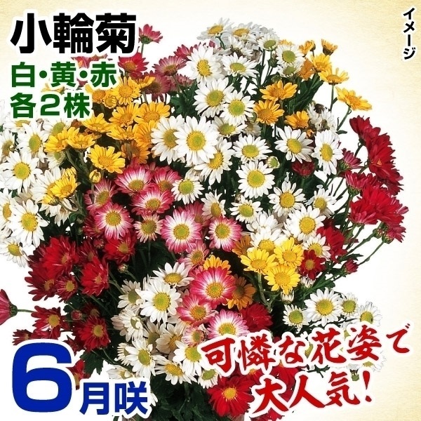 菊苗 特選6月咲小輪菊セット 3種6株(各2株・名称付)