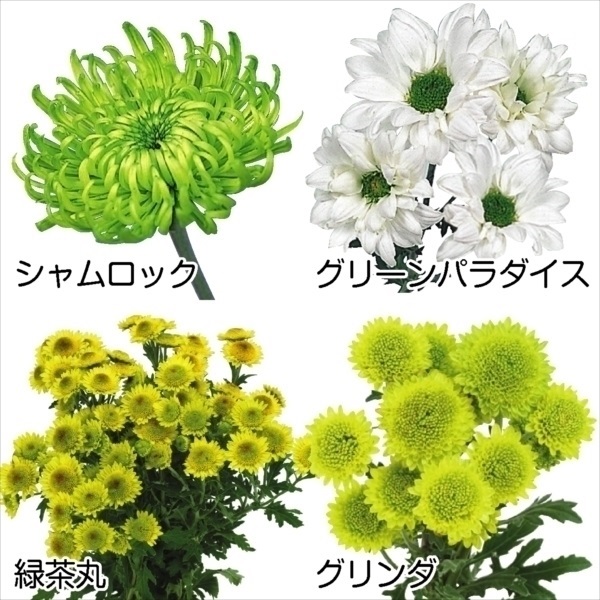 菊苗 緑菊セット ４種４株