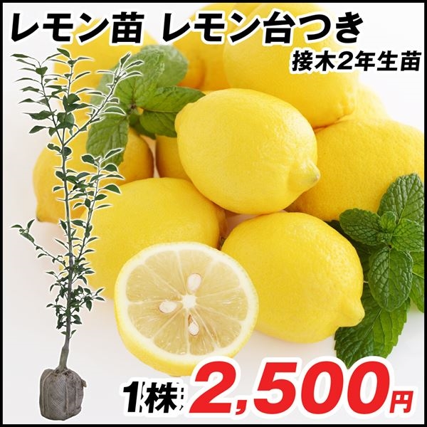 果樹苗 カンキツ レモン 台つき 1株