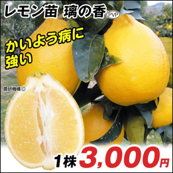 果樹苗 カンキツ レモン 璃の香PVP 1株