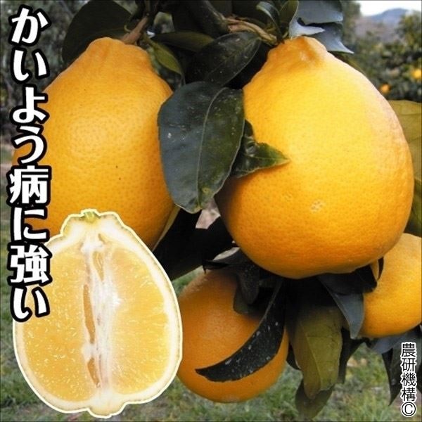 果樹苗 カンキツ レモン 璃の香PVP 3株
