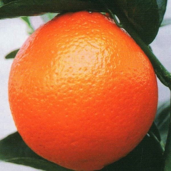 果樹苗 カンキツ フロストバレンシアオレンジ 1株