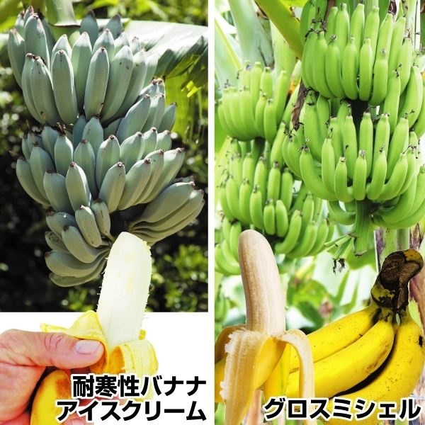 果樹苗 バナナ 超人気バナナセット 2種2株