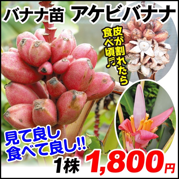 果樹苗 トロピカルフルーツ バナナ アケビバナナ 1株