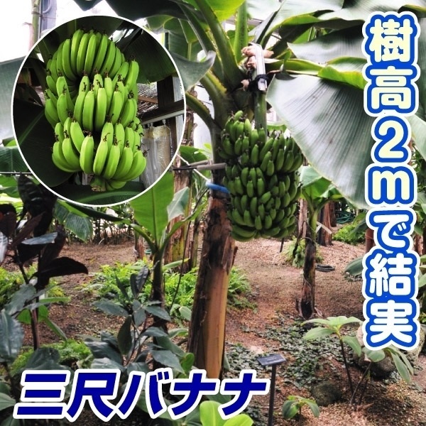 果樹苗 トロピカルフルーツ バナナ 三尺バナナ 1株