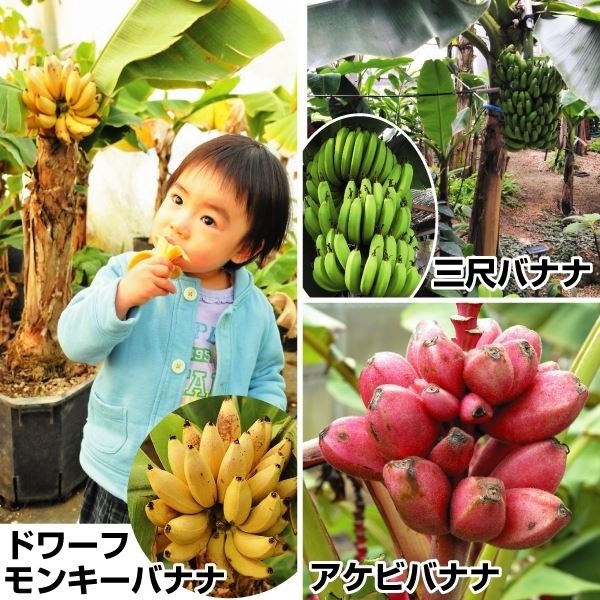 果樹苗 バナナ 極上バナナセット 3種3株