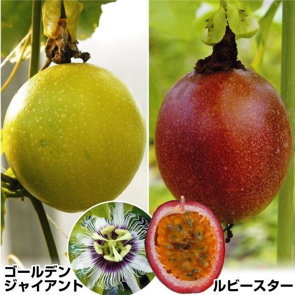 果樹苗 パッションフルーツ 豊産パッションフルーツセット 2種2株
