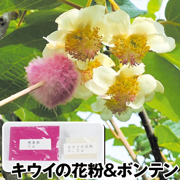 果樹苗 果樹資材 キウイの花粉+増量剤＆ボンテン 1組 送料無料