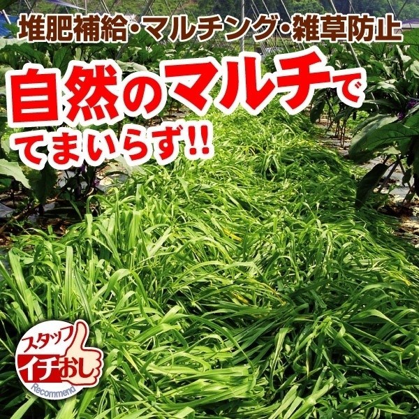 種 野菜たね 緑肥・景観作物 マルチ大麦 てまいらず 1袋（0.5kg）