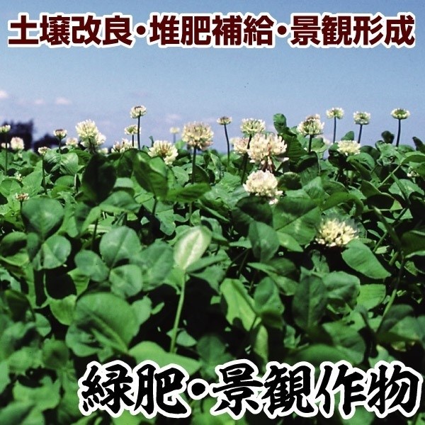 種 野菜たね 緑肥・景観作物 白クローバー（フィア） 1袋（0.5kg）