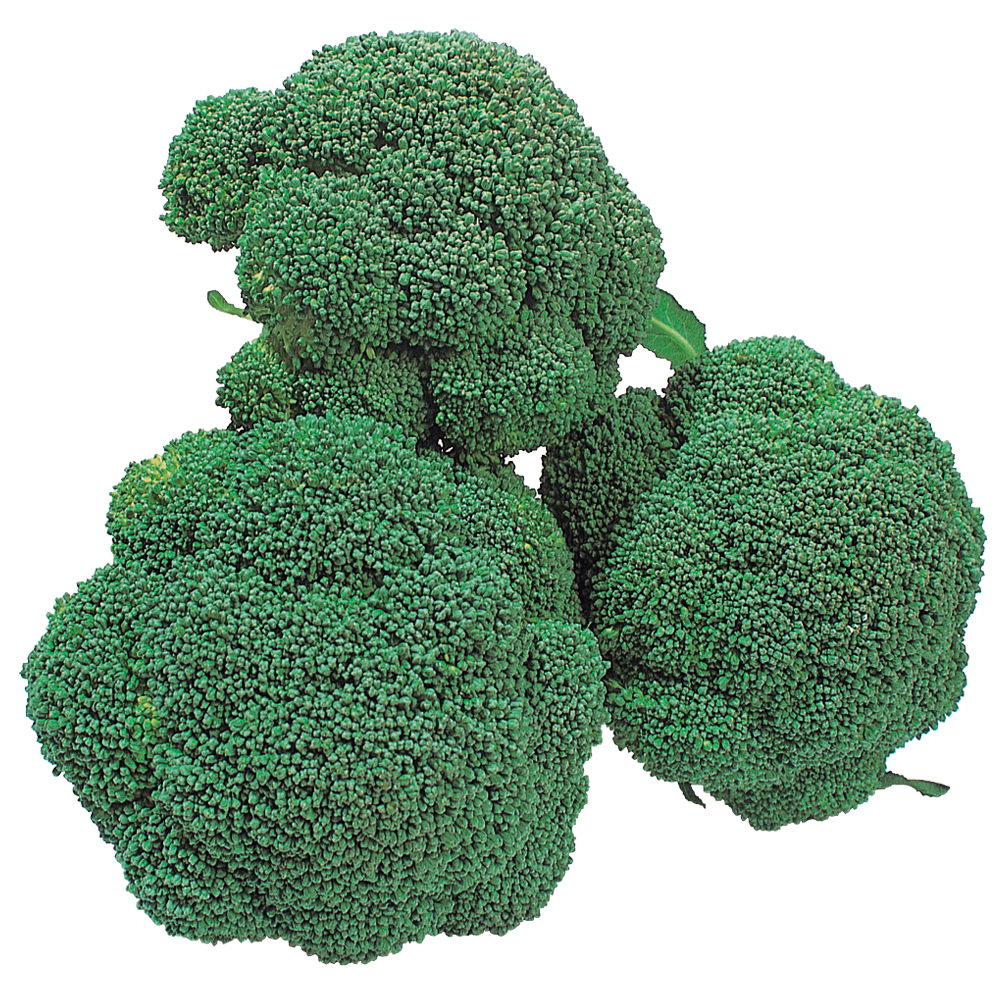 種 野菜たね ブロッコリー F1ホームブロッコリー 1袋(0.5ml)