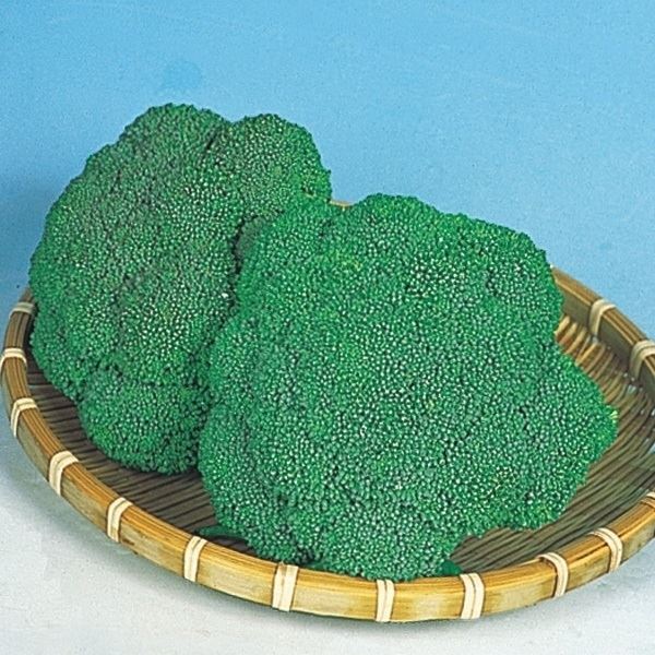 種 野菜たね ブロッコリー F1ブロッコリー 1袋(1ml)